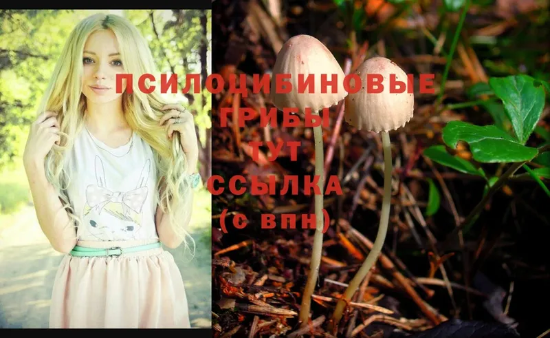 Галлюциногенные грибы Psilocybe  Агрыз 